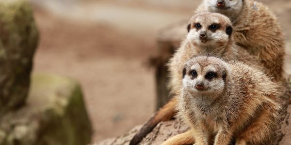 Erdmännchen Kölner Zoo